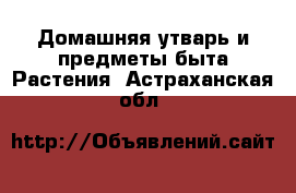 Домашняя утварь и предметы быта Растения. Астраханская обл.